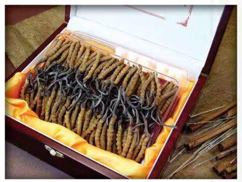 头屯河冬虫夏草回收